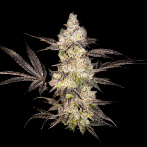 Lemon Oreoz 2 6 2
