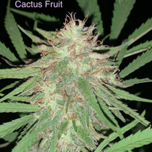 Cactus Fruit