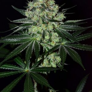 Coast Fork OG 1 1