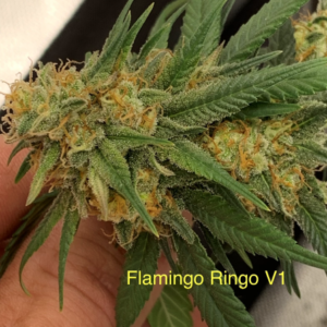 Flamingo Ringo