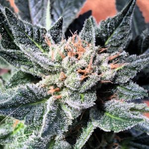 Hermetic Genetics PG13 3 300x300 1