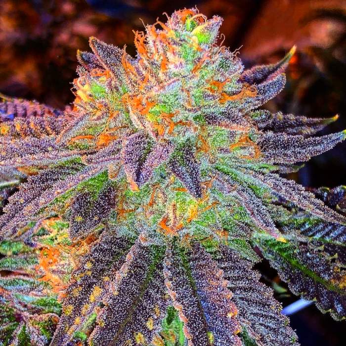 La Zkittlez 3 1