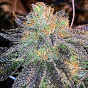 La Zkittlez 4 1