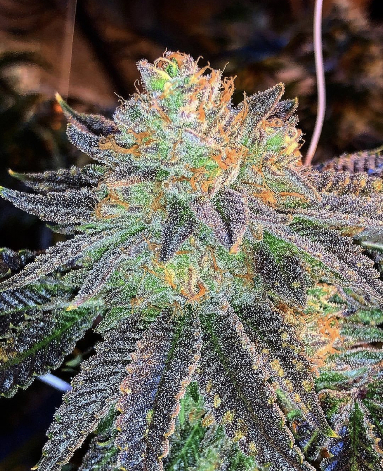 La Zkittlez 4 1