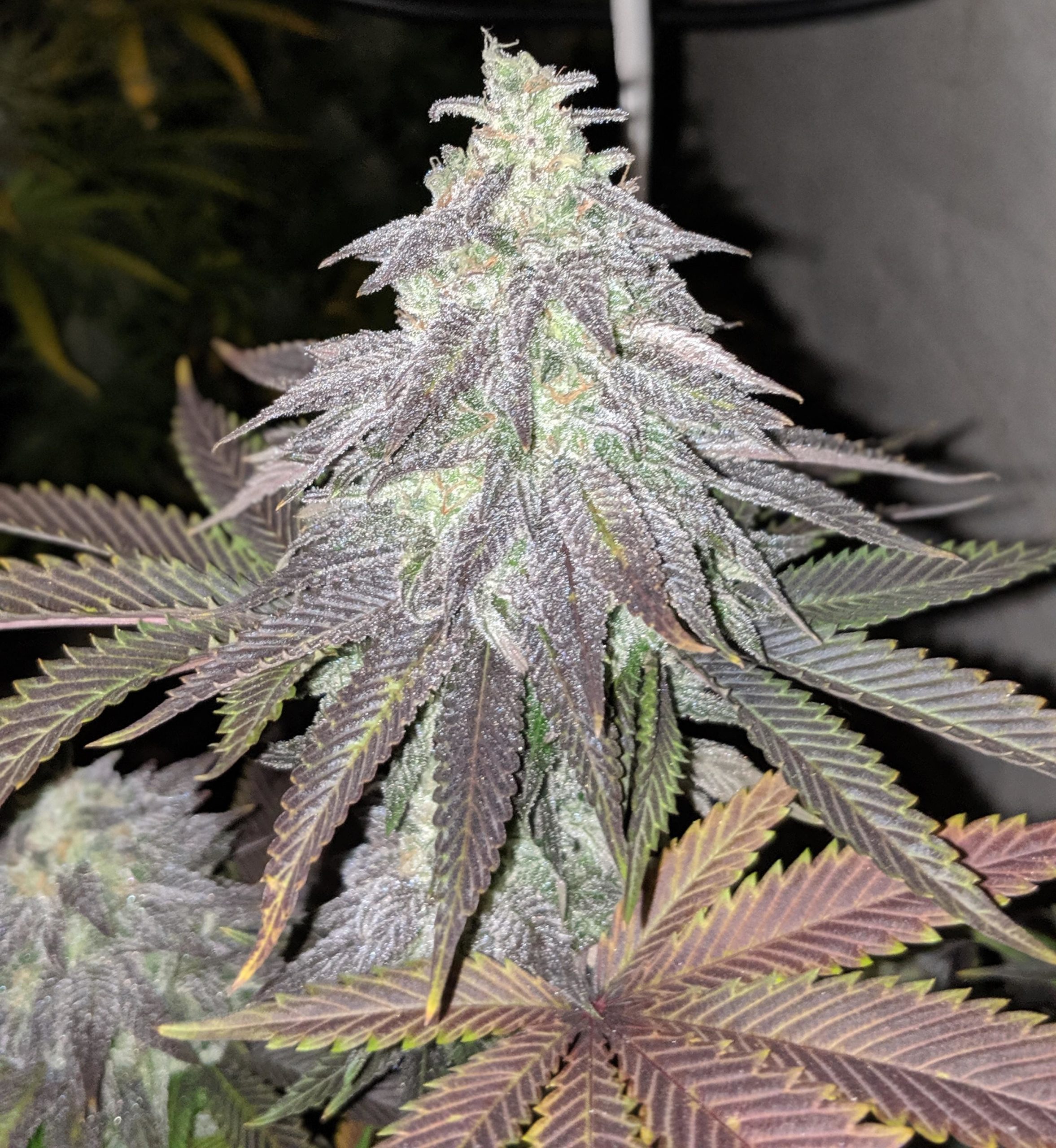 La Zkittlez scaled 2