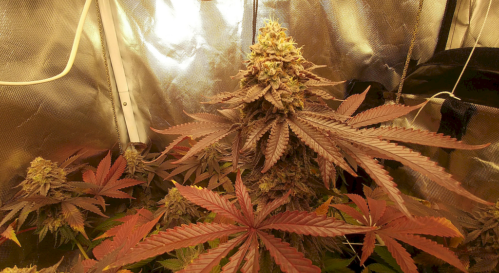 MIKI DORA 002 SEVEN LEAF GENETICS 1