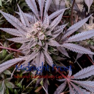 MIdnight Frost 1 second generation