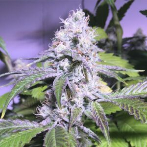 fruit fraiche HONEST G 1