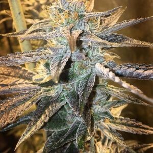 ghost candy geist grow 2