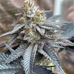 jungle crunch cake bulletproof 1
