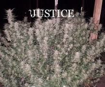 justice e1588888505324