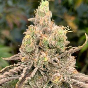 Deluxe Sugar Cane In House Genetics