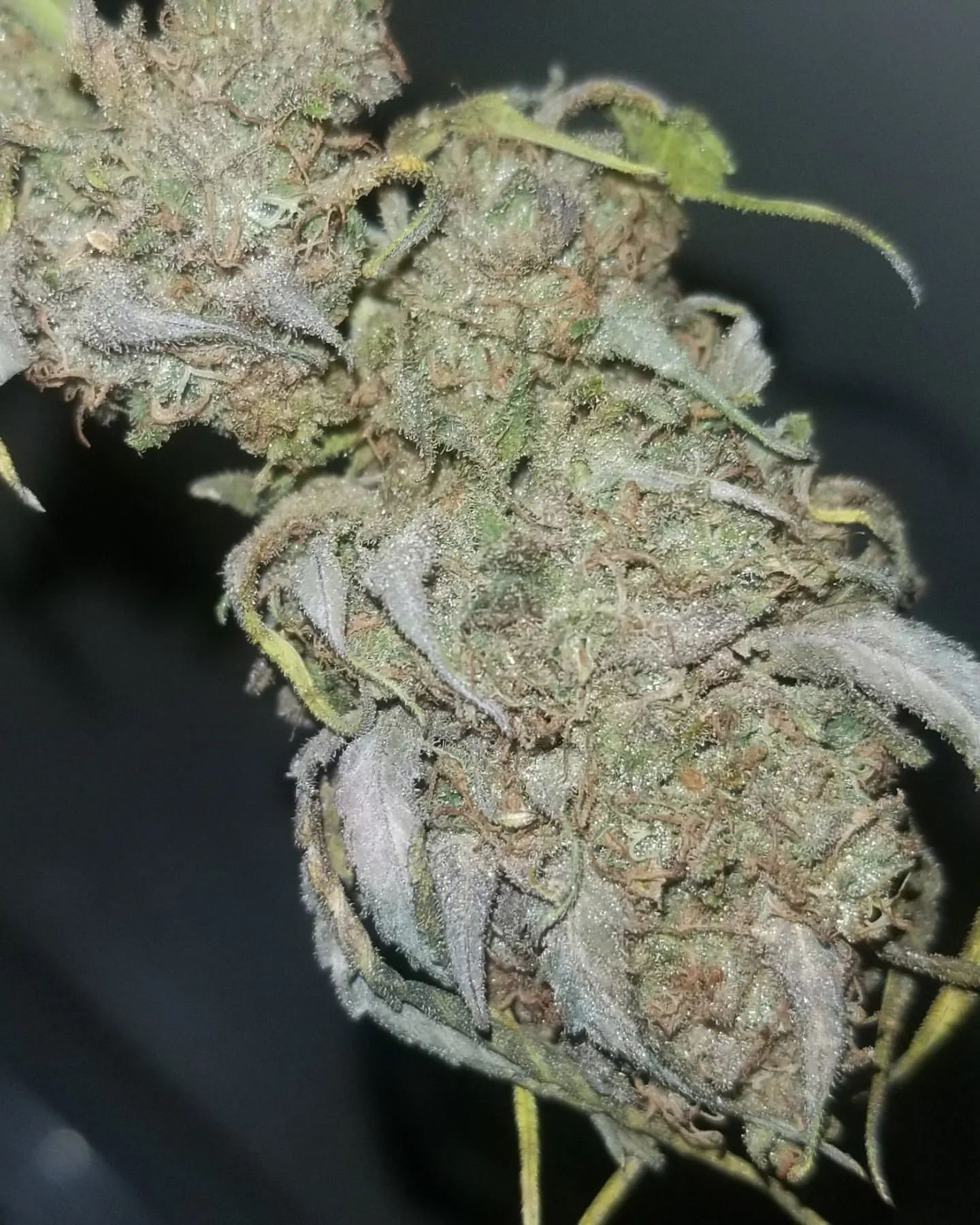 Black and Blue Haze dried