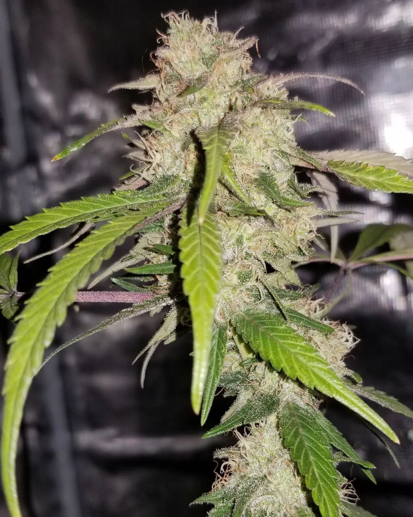 Black and Blue Haze flower