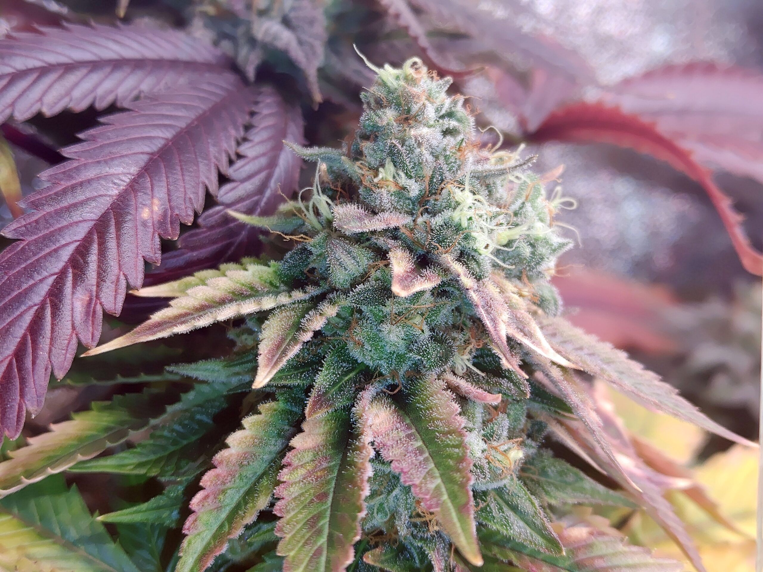 OBAMA HAZE lower