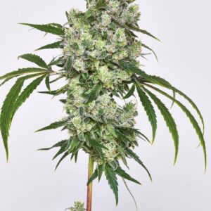 Sour Deuce