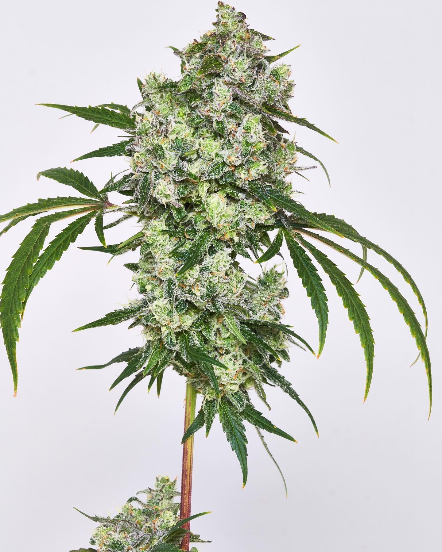 Sour Deuce