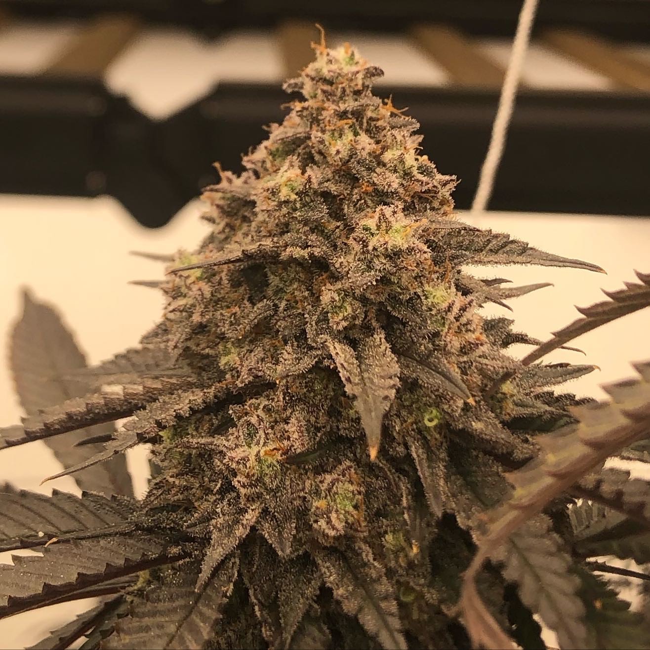 Sour Deuce 1