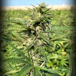 Ghost OG Auto.jpg